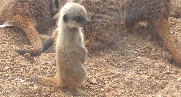 Baby meerkat at Drusillas near Brighton